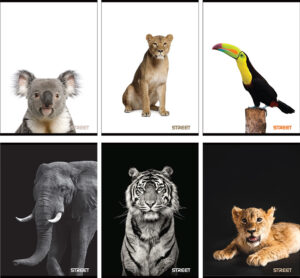 234668-EC Bilježnica A4/D Street SAFARI 54l  65880A P10/60 NETTO