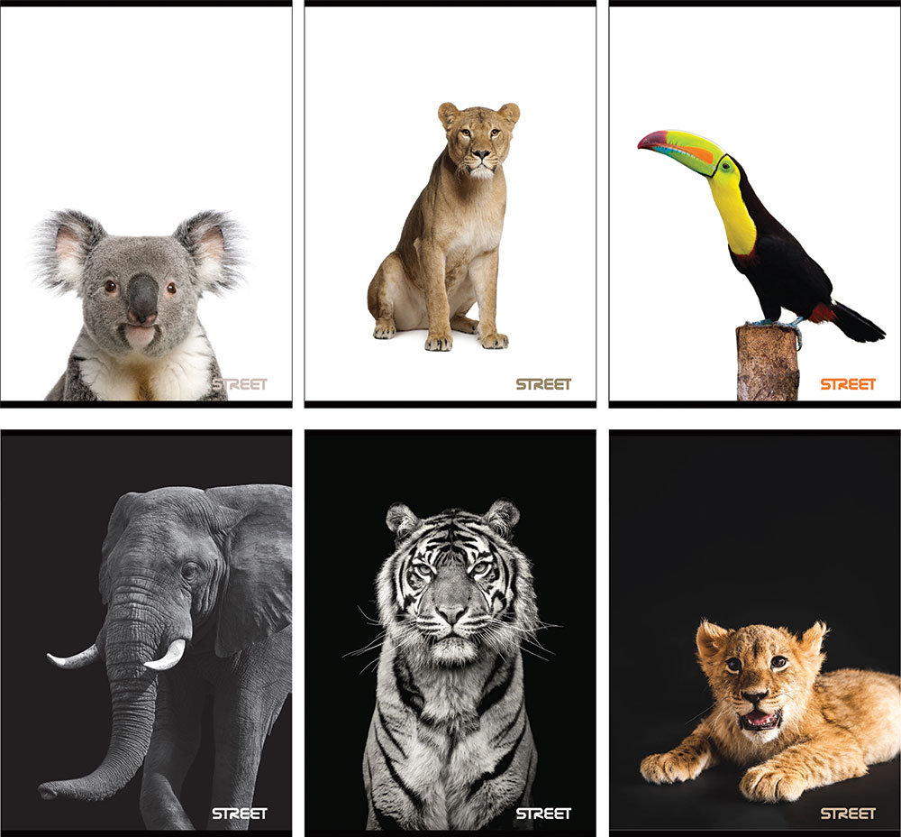 234668-EC Bilježnica A4/D Street SAFARI 54l  65880A P10/60 NETTO